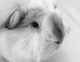 Casper