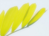 Spring Frond