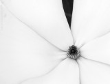 Magnolia - 10th by © Cat