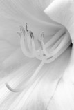 Day Lilly