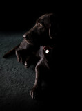 5th Bailey by dtallakson