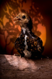 Little Chick
