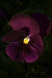 Pansy