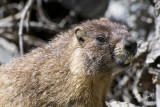 Marmot