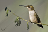 Hummingbird