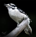 Downy Woodpecker