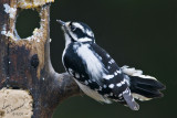 Downy Woodpecker, Female
