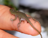 Baby Green Anole, 1 Hour Old