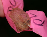 Lunate Zale Moth