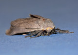  Milkweed Tussock Moth