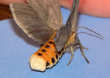 Milkweed Tussock Moth