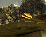Yellow-Red Gill Polypore