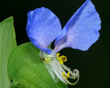 Asiatic Dayflower