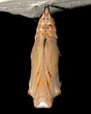 Painted Lady Butterfly Chrysalis