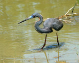 Tricolored Heron (Immature)