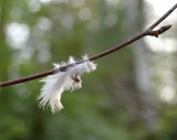 Downy Feather