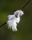 Downy Feather