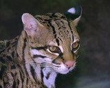 Ocelot