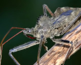 Wheel Bug