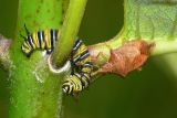 Demise of Monarch caterpillar