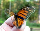 Monarch Butterfly release