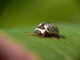 Leaf Beetle