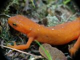 Red Eft