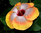 Hibiscus Flower Gallery