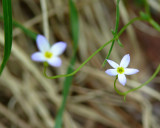 Bluets Gallery
