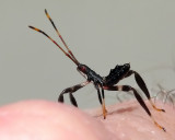 Juvenile Assassin Bug