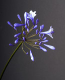 Agapanthus