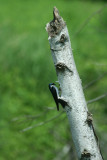 Tree Swallow