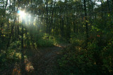 Sunlit Path