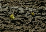 Pair of Sulphurs
