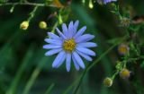 Smooth Aster