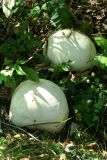 Giant Puffballs