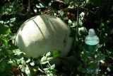 Giant Puffball