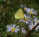 Clouded Sulphur on Smooth Aster