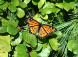 Viceroy