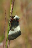 New England Buck Moth