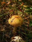 mushroom3.jpg