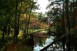 Foliage Begins to Turn