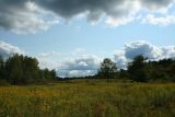 Field in Early Fall