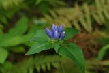 Bottle Gentian