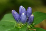 Bottle Gentian