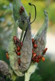milkweedbugs.jpg