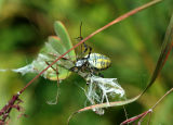 Banded Argiope Capturing a Praying Mantis 3