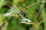 Banded Argiope Capturing a Praying Mantis 1