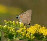 White M hairstreak