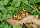 Pearl Crescent